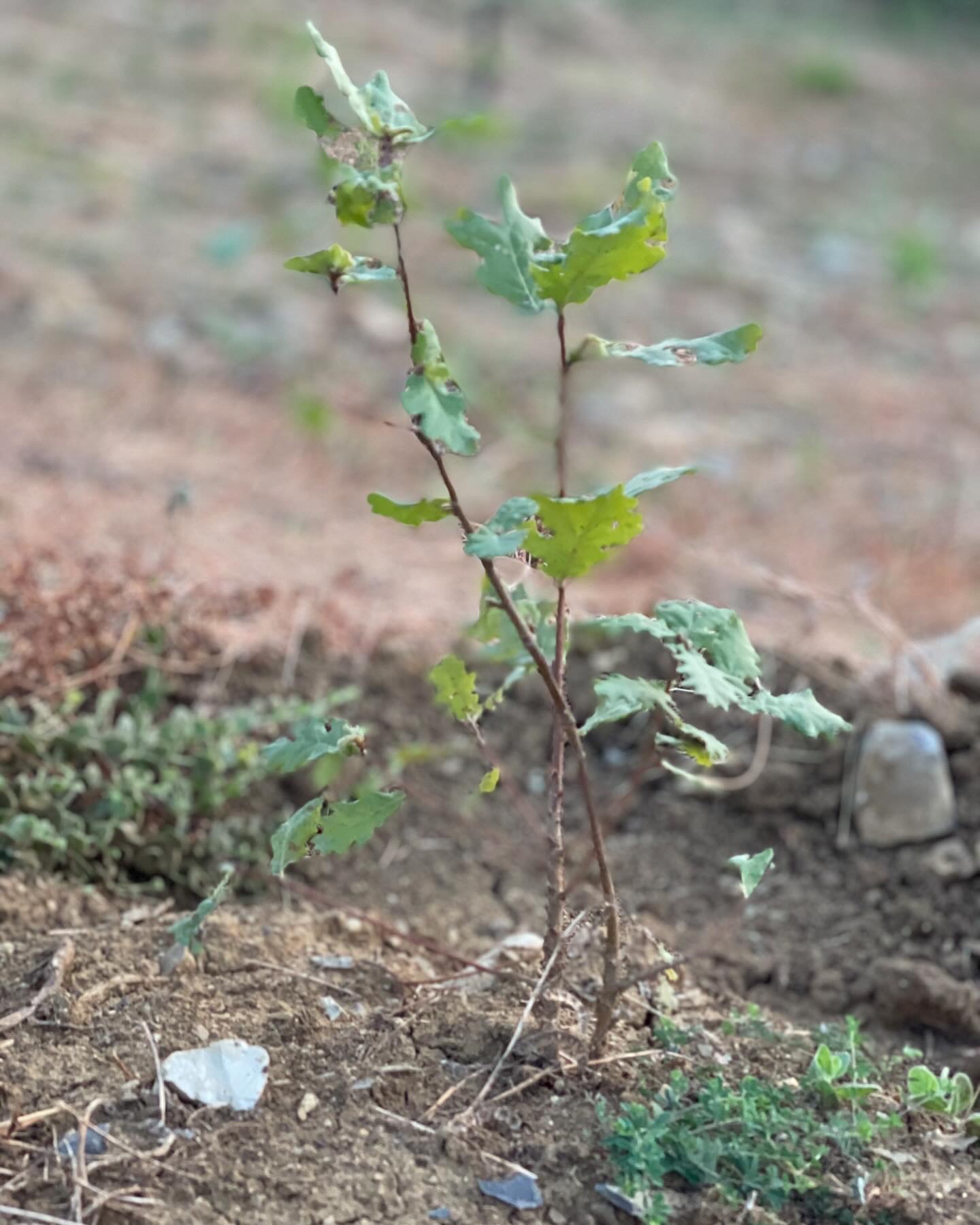 Terrae Tufer - Quercia