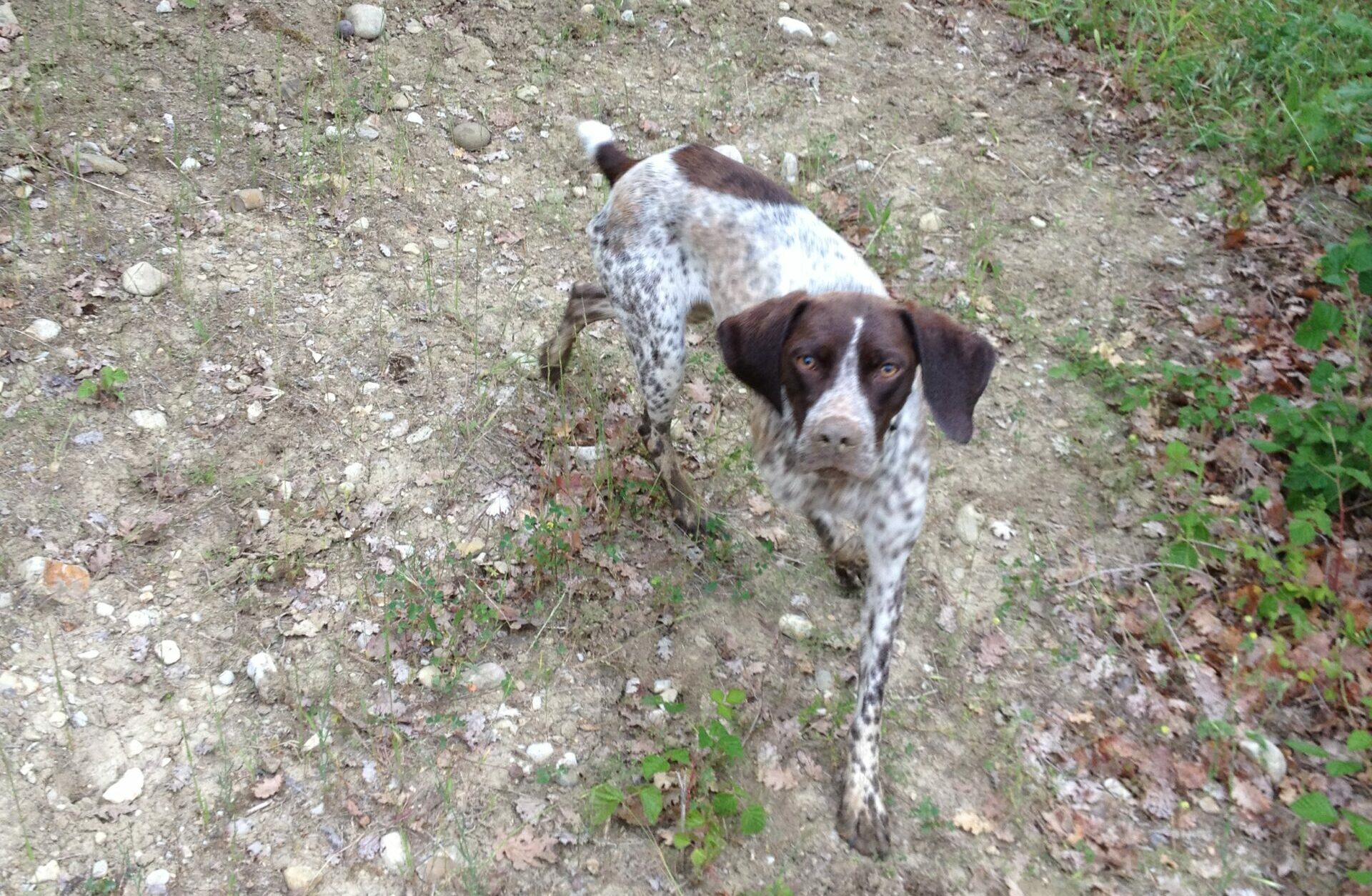 Il Cane da Tartufo